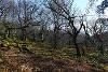 Celtic Rainforest