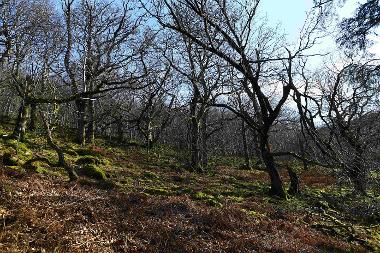 Celtic Rainforest 
